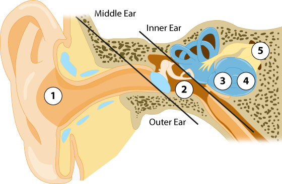 Ear-diagram